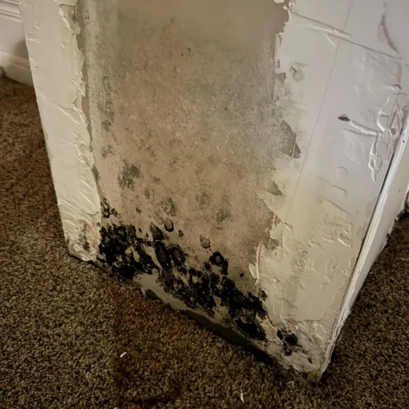 Professional Mold Removal in Weston, MO